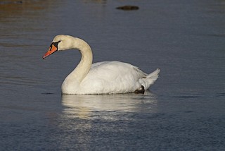 Mute Swan, ML47446961