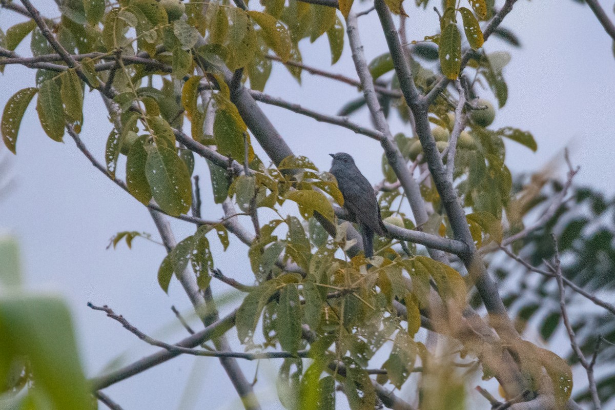 Gray-bellied Cuckoo - ML474474191