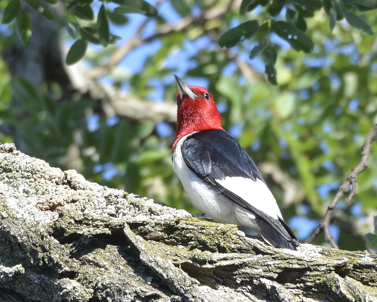 Red-headed Woodpecker - ML474475911