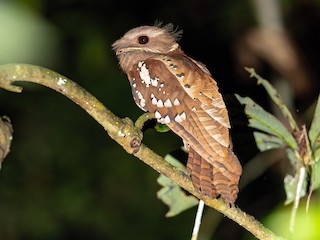  - Dulit Frogmouth