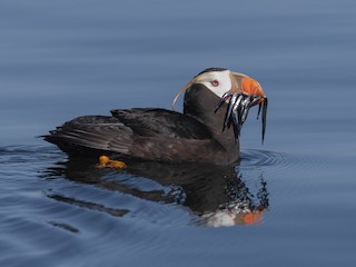  - Tufted Puffin