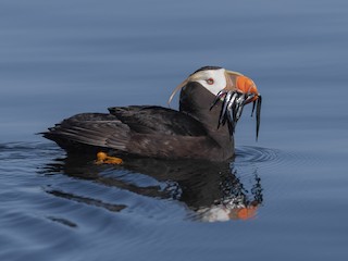 Tufted puffin  Oregon Department of Fish & Wildlife