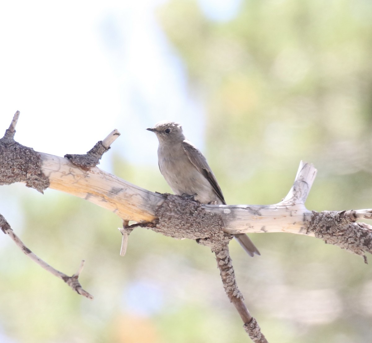 Townsend's Solitaire - ML474478631