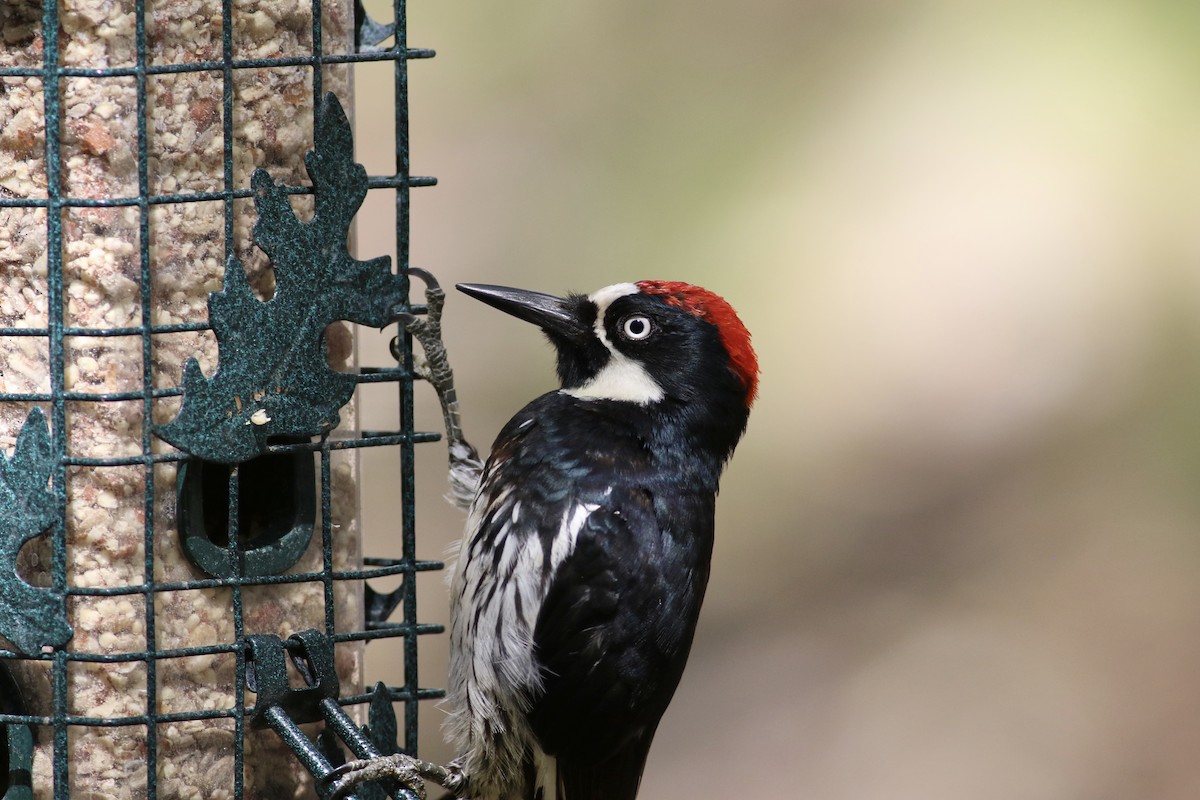 Acorn Woodpecker - ML474479231
