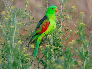  - Red-winged Parrot