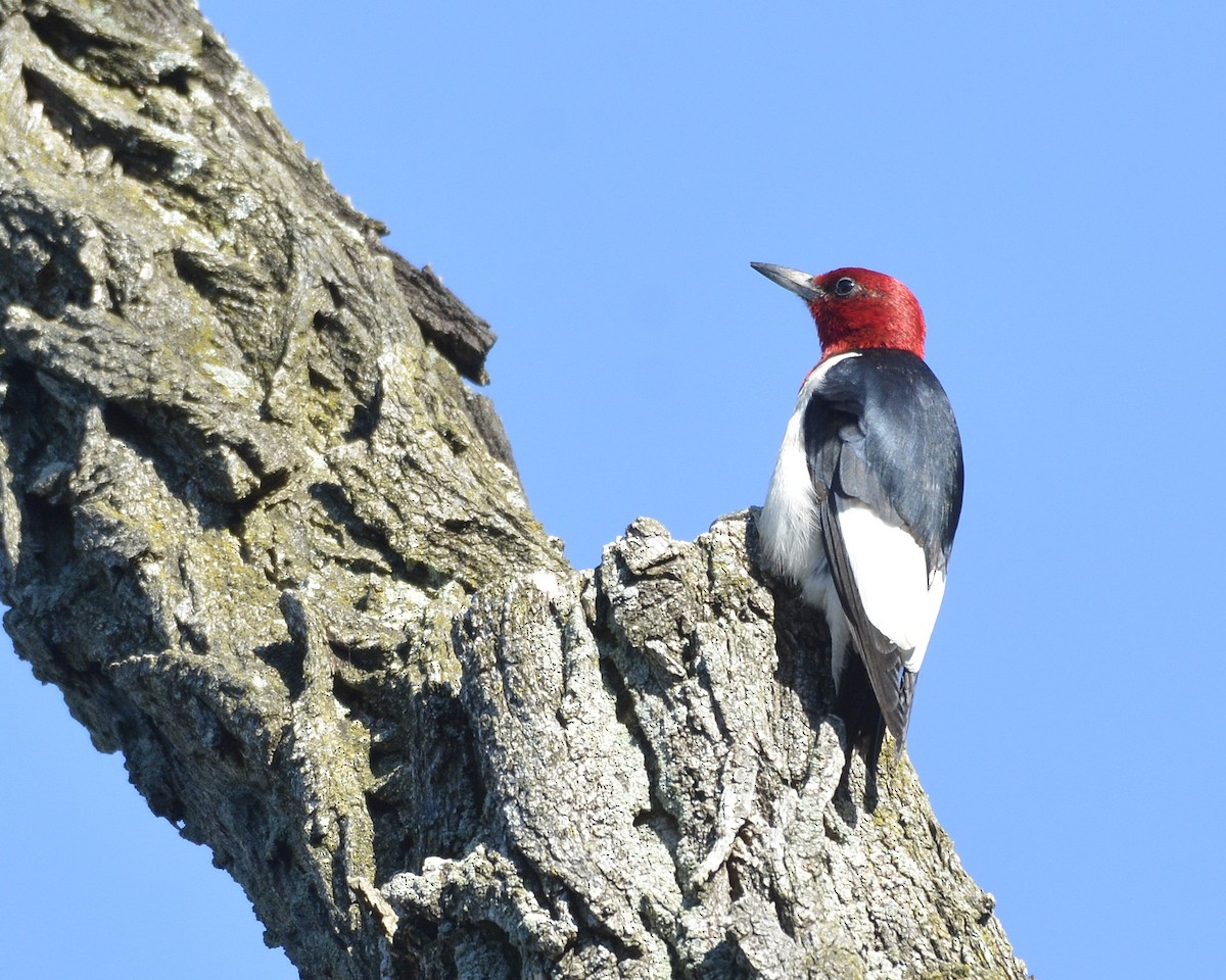 Red-headed Woodpecker - ML474480671