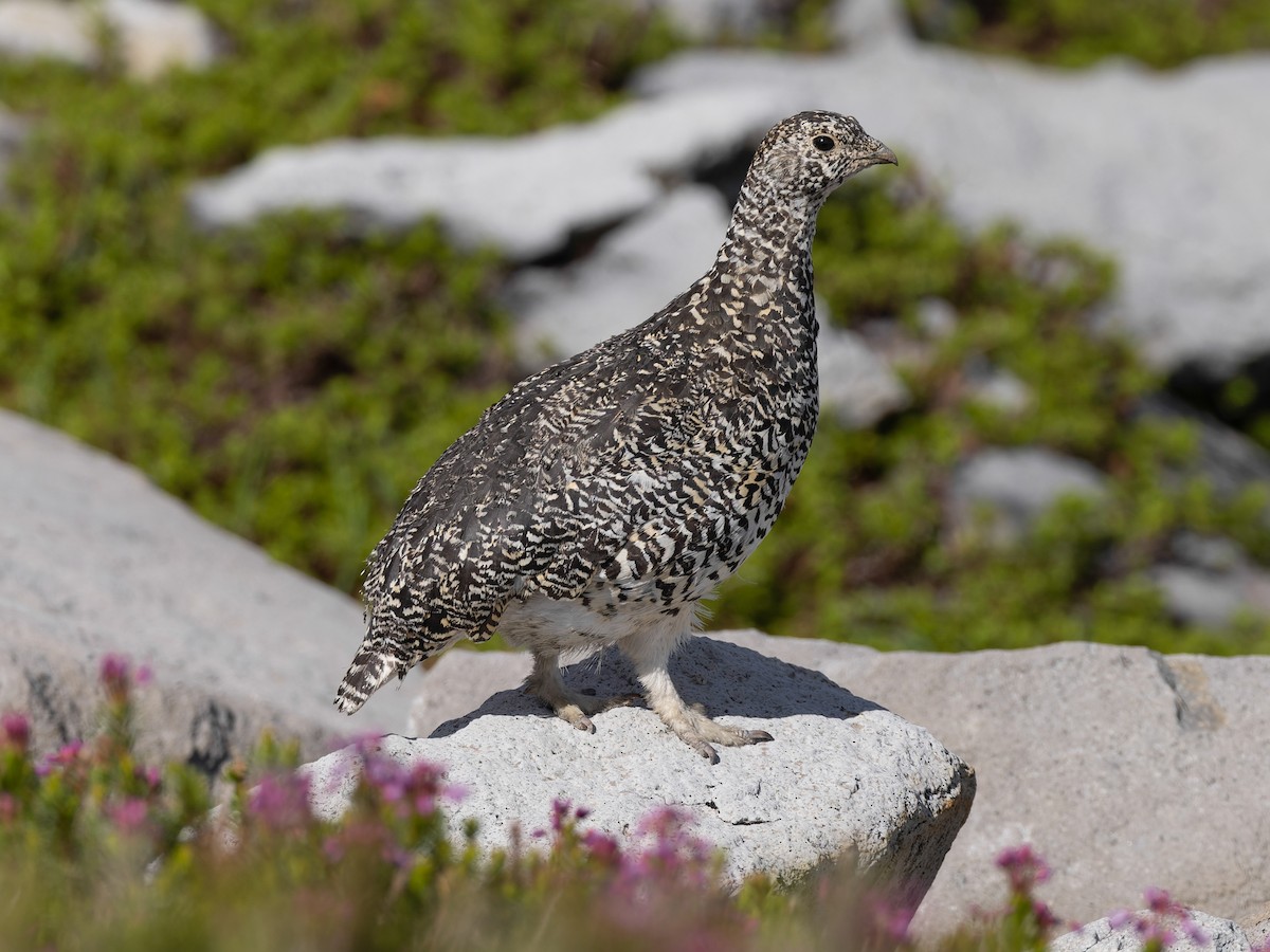 White-tailed Ptarmigan - Lagopus leucura - Birds of the World