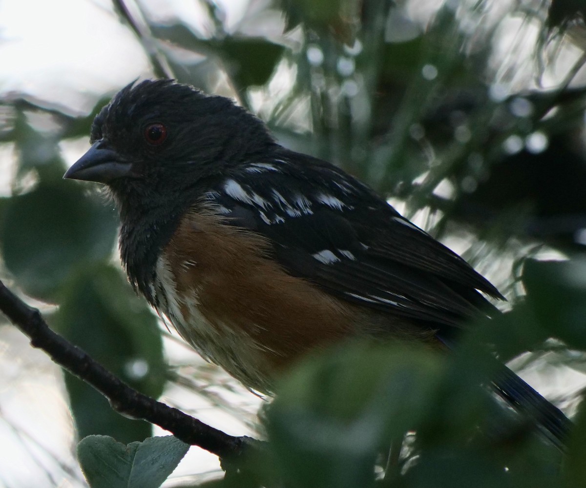 Spotted Towhee - ML474481561