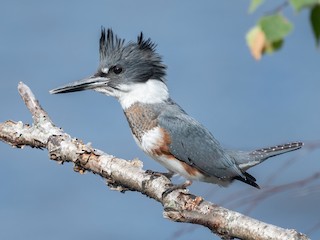 Belted Kingfisher - Megaceryle alcyon - Birds of the World