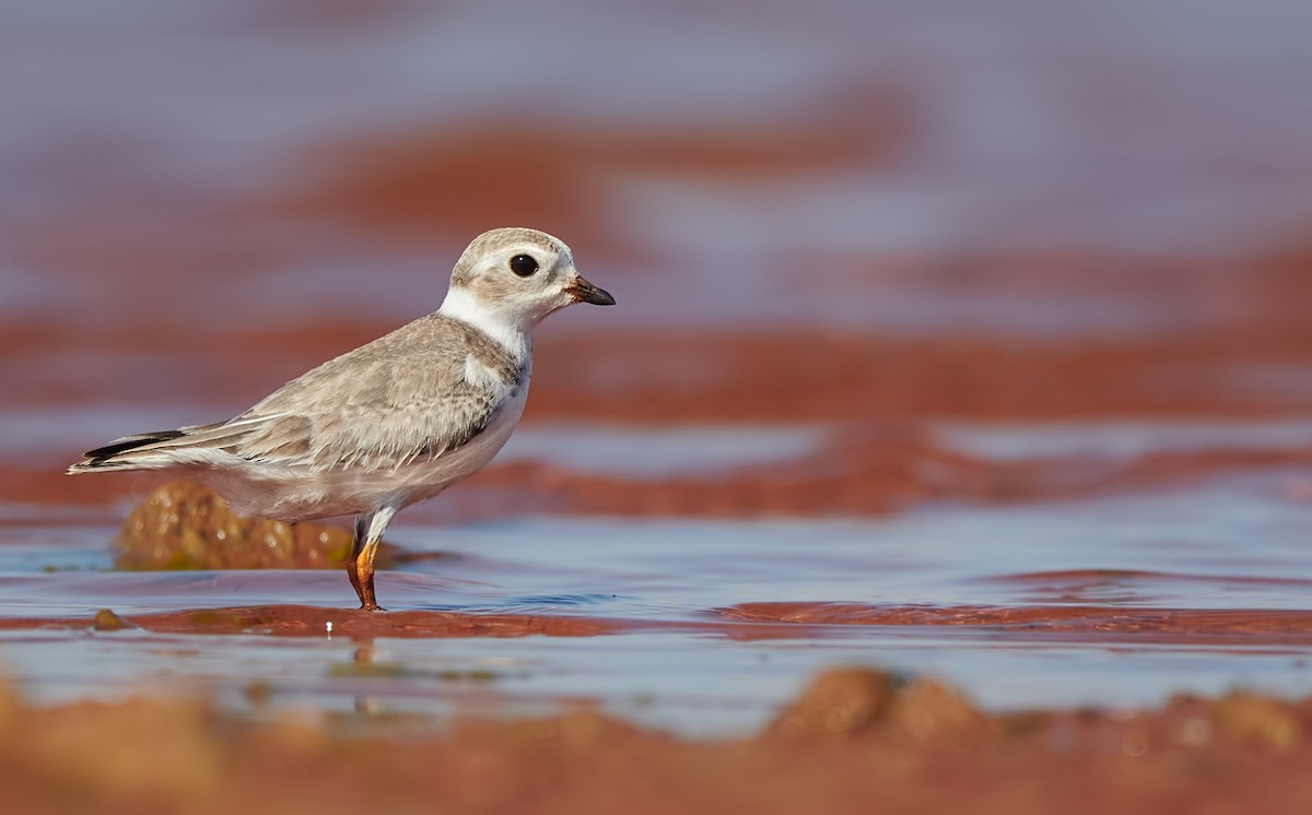 Piping Plover - ML474485151