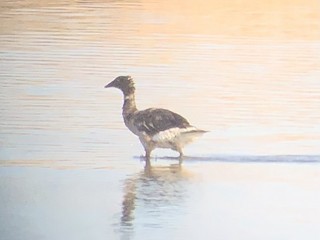 Brant, ML474489281
