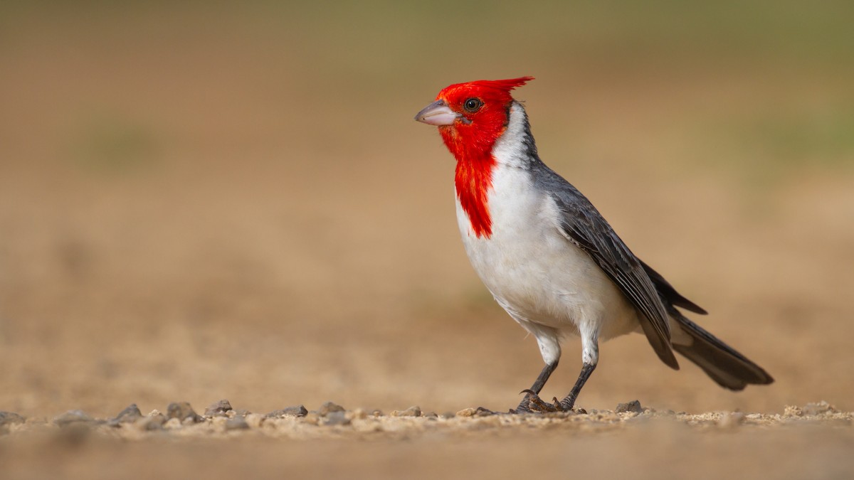 Red-crested Cardinal - Sasha Cahill