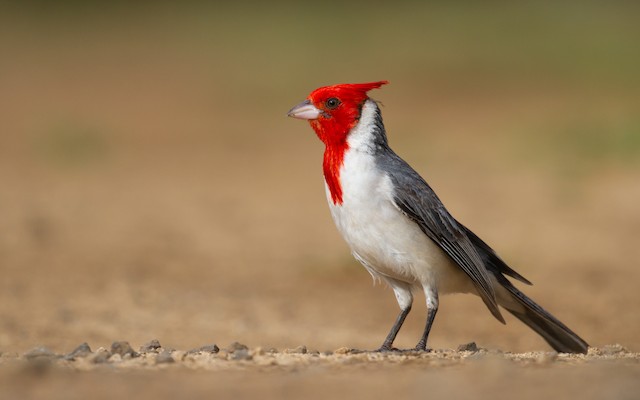 Red-crested cardinal - Wikipedia