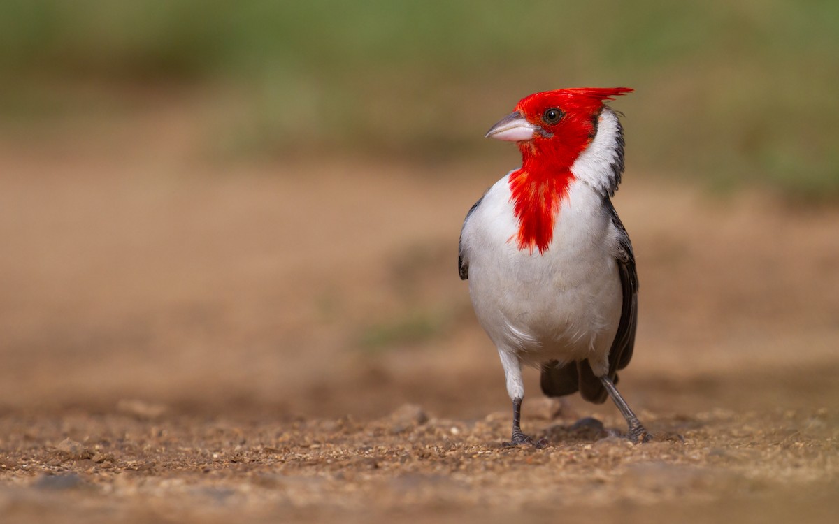 Red-crested Cardinal - ML474490521