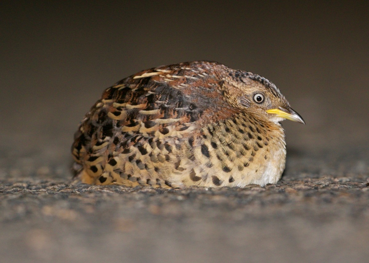 Red-backed Buttonquail - ML474498431