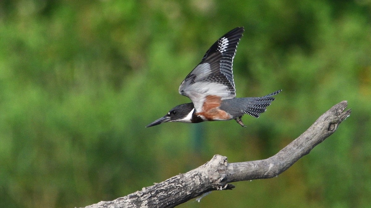 Belted Kingfisher - ML474503681