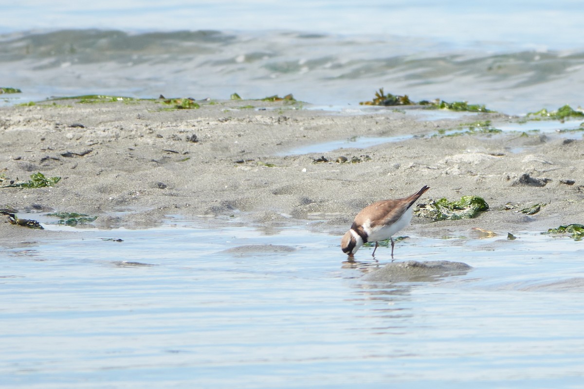 Semipalmated Plover - ML474511011