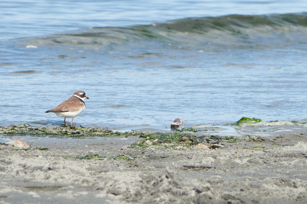 Semipalmated Plover - ML474511021