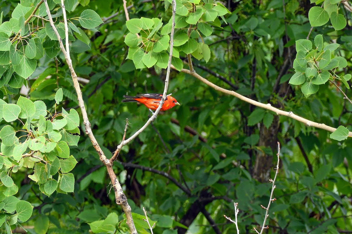 Scarlet Tanager - ML474522561