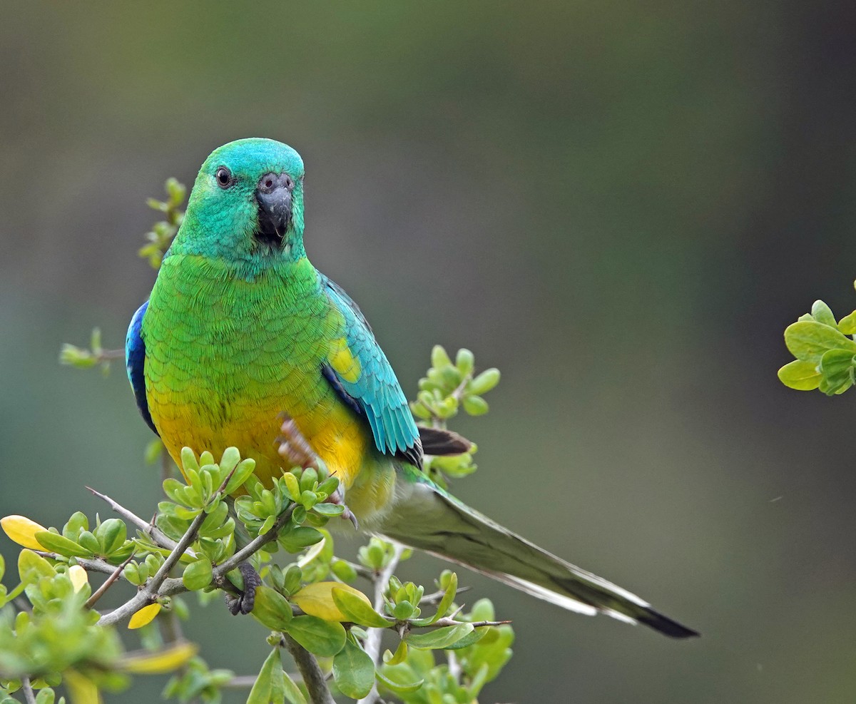 Red-rumped Parrot - ML474525181