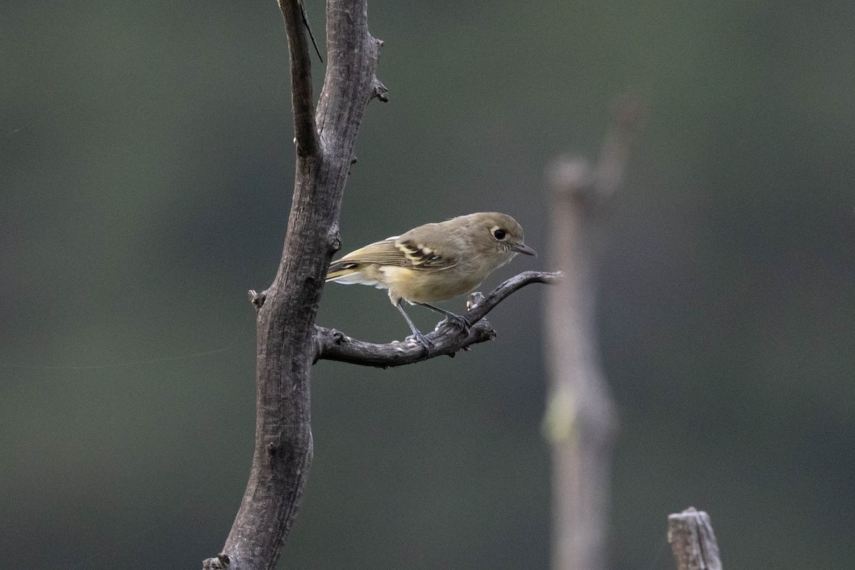 eBird Checklist 8 Aug 2022 Coronado National Forest, Willcox USAZ 31.90018, 109.23945 15