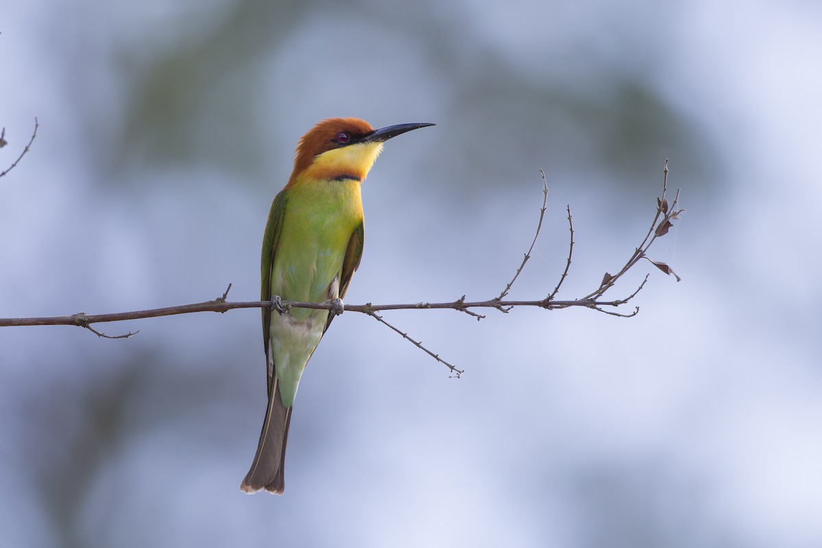 ML474533911 - Chestnut-headed Bee-eater - Macaulay Library