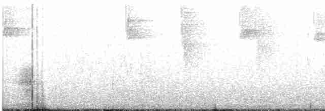 Sparkling-tailed Hummingbird - ML474534661
