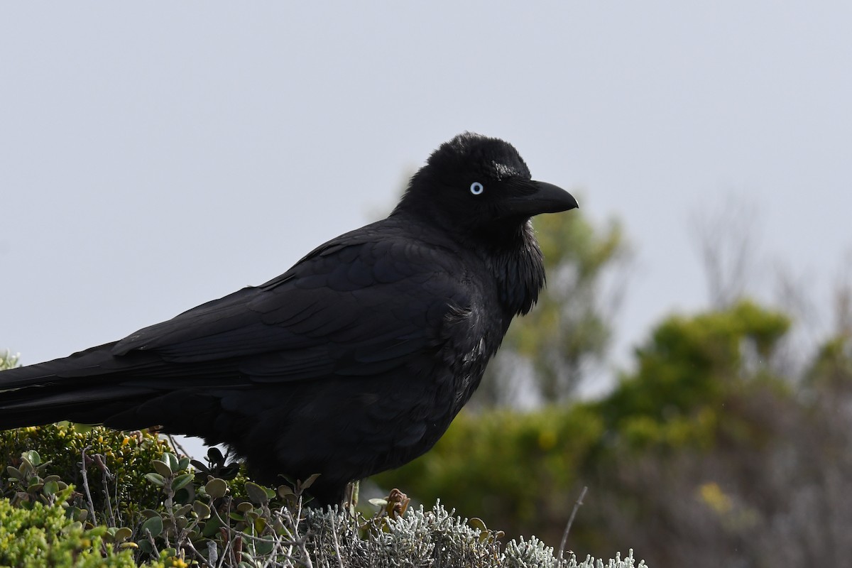 Australian Raven - ML474541001