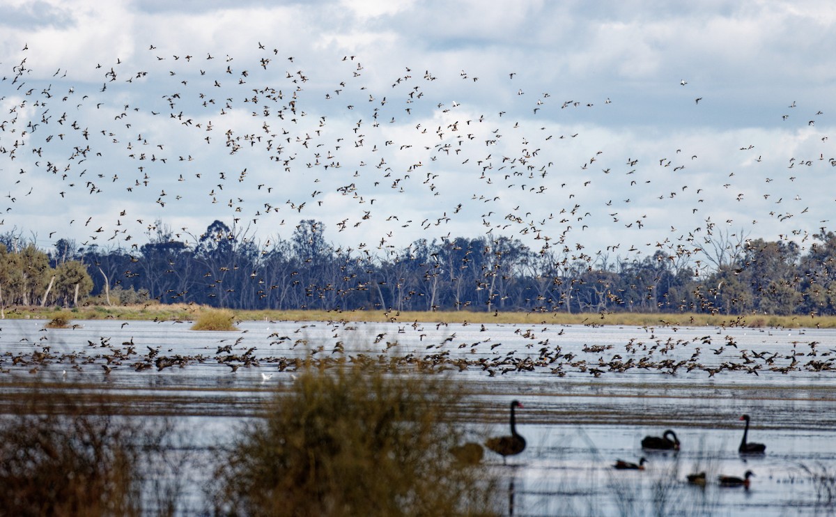 Ebird Checklist - 8 Aug 2022 - Lake Bael Bael - 33 Species