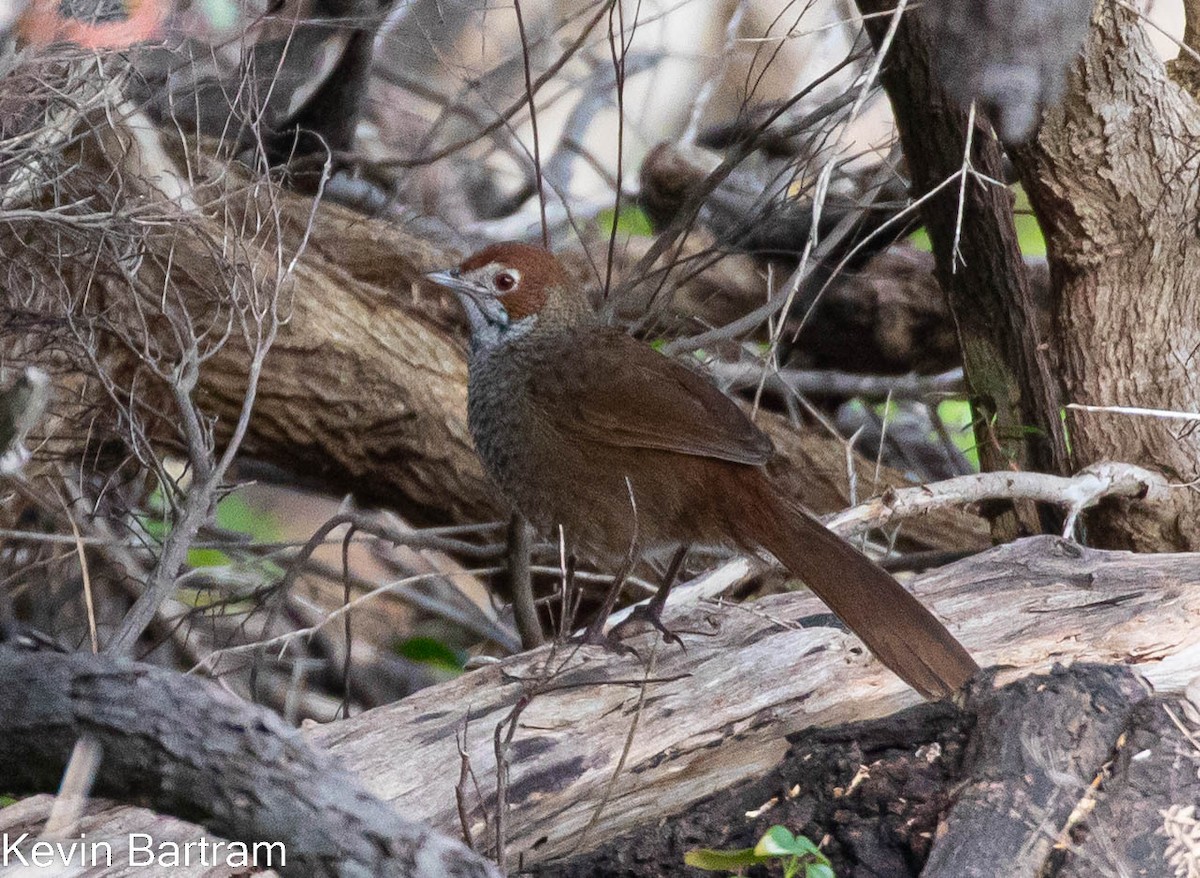 ML474544201 Rufous Bristlebird Macaulay Library