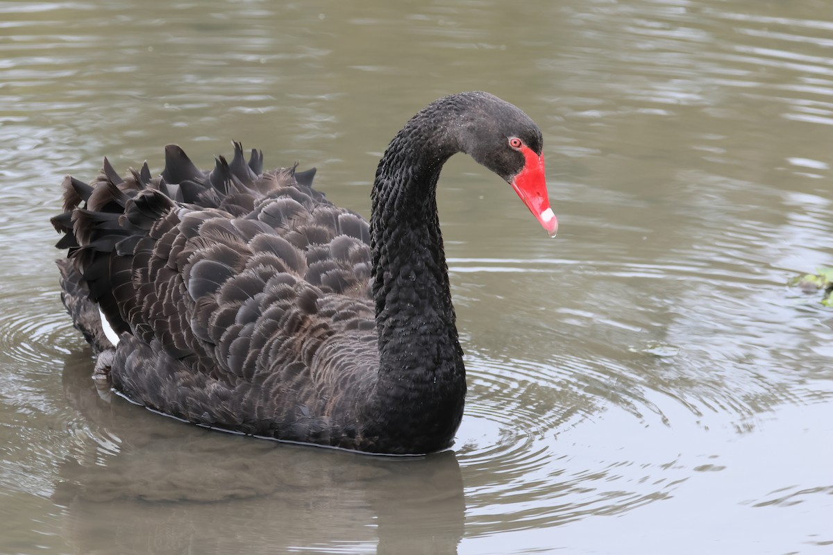 Black Swan - ML474551461