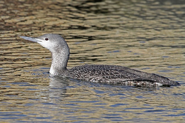 Red-throated Loon - ML47455161