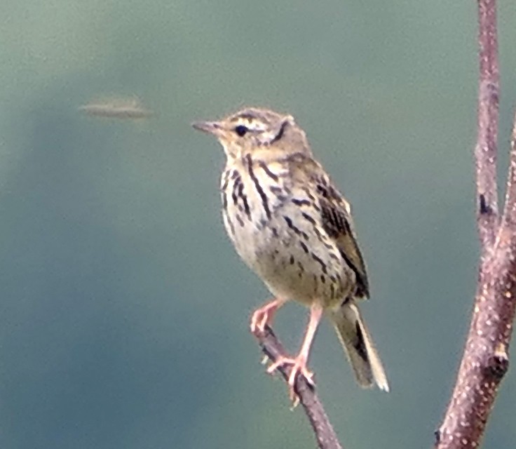 Olive-backed Pipit - ML474554471