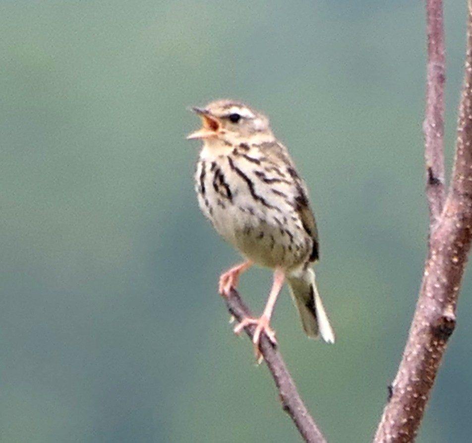 Olive-backed Pipit - ML474554481