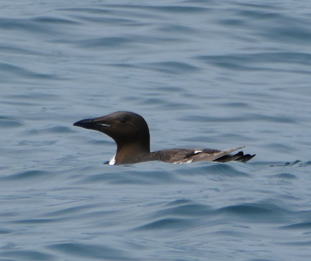 Thick-billed Murre - ML474557251