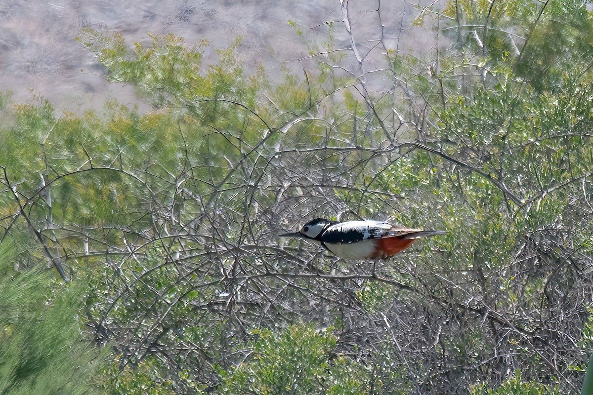 White-winged Woodpecker - ML474557511