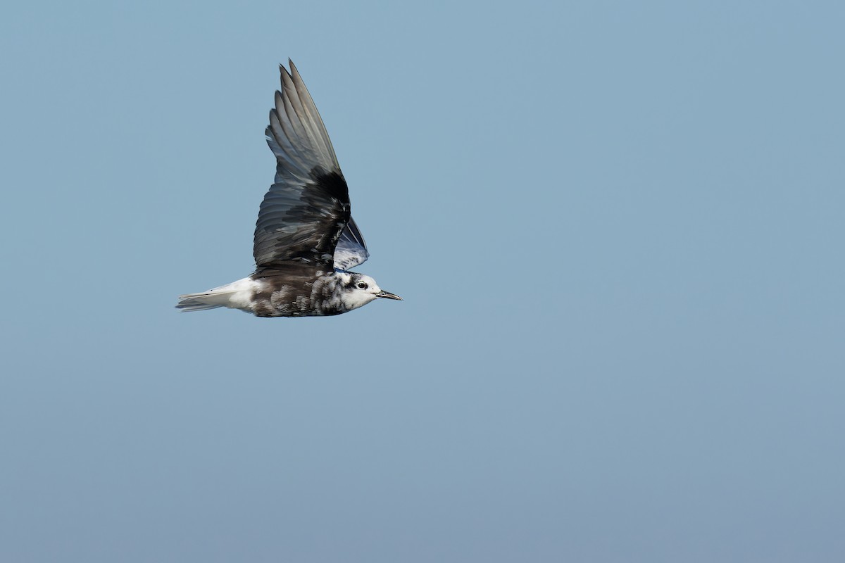 White-winged Tern - Vincent Wang