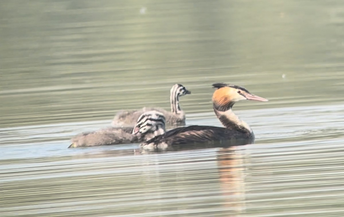 Great Crested Grebe - ML474559561