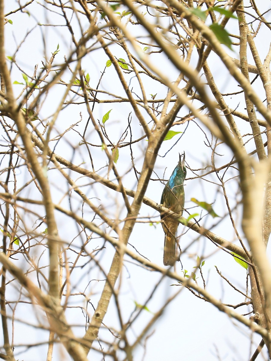 Blue-bearded Bee-eater - ML474559721