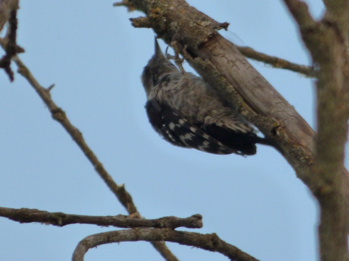 Lesser Spotted Woodpecker - ML474559931