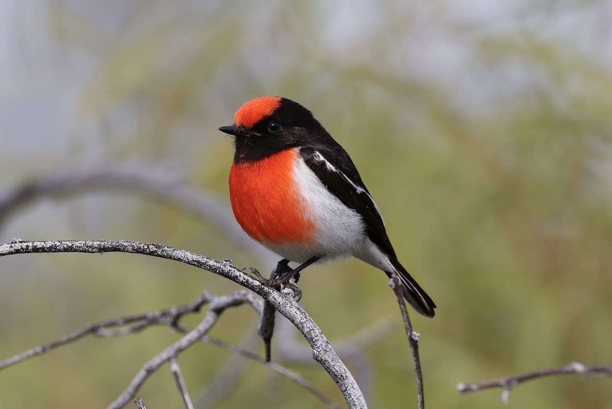 Red-capped Robin - ML474562841