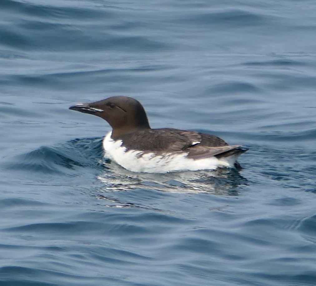 Thick-billed Murre - ML474562881