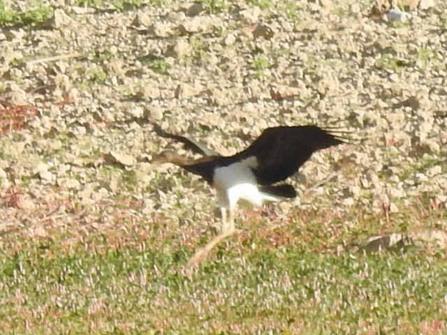 Black Stork - ML474563251