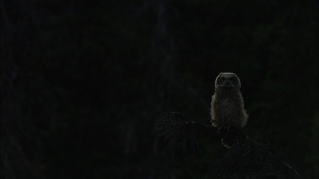 Great Horned Owl - ML474569