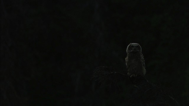 Great Horned Owl - ML474572