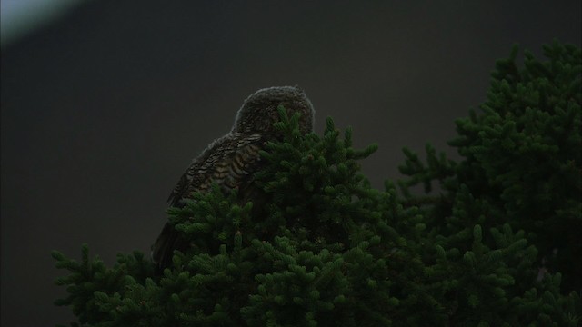 Great Horned Owl - ML474573