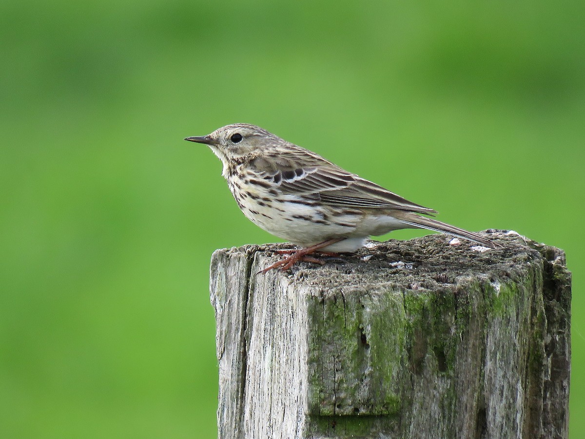 Meadow Pipit - ML474575401
