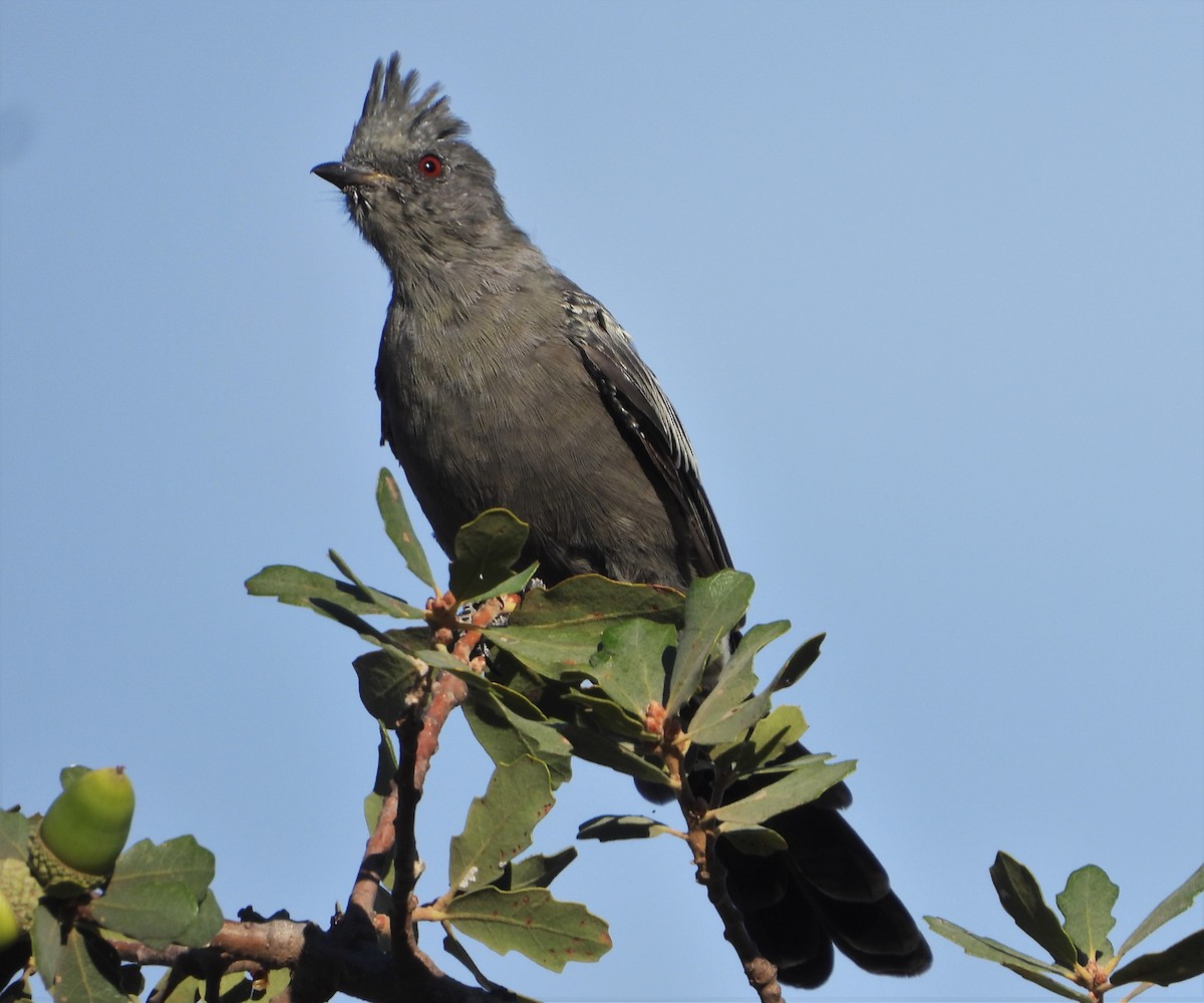 Phainopepla - Pair of Wing-Nuts