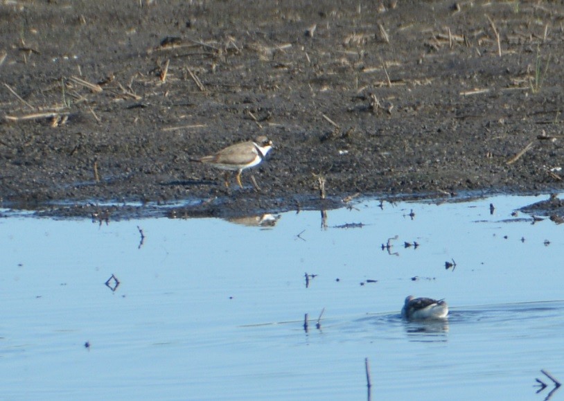 Semipalmated Plover - ML474586291