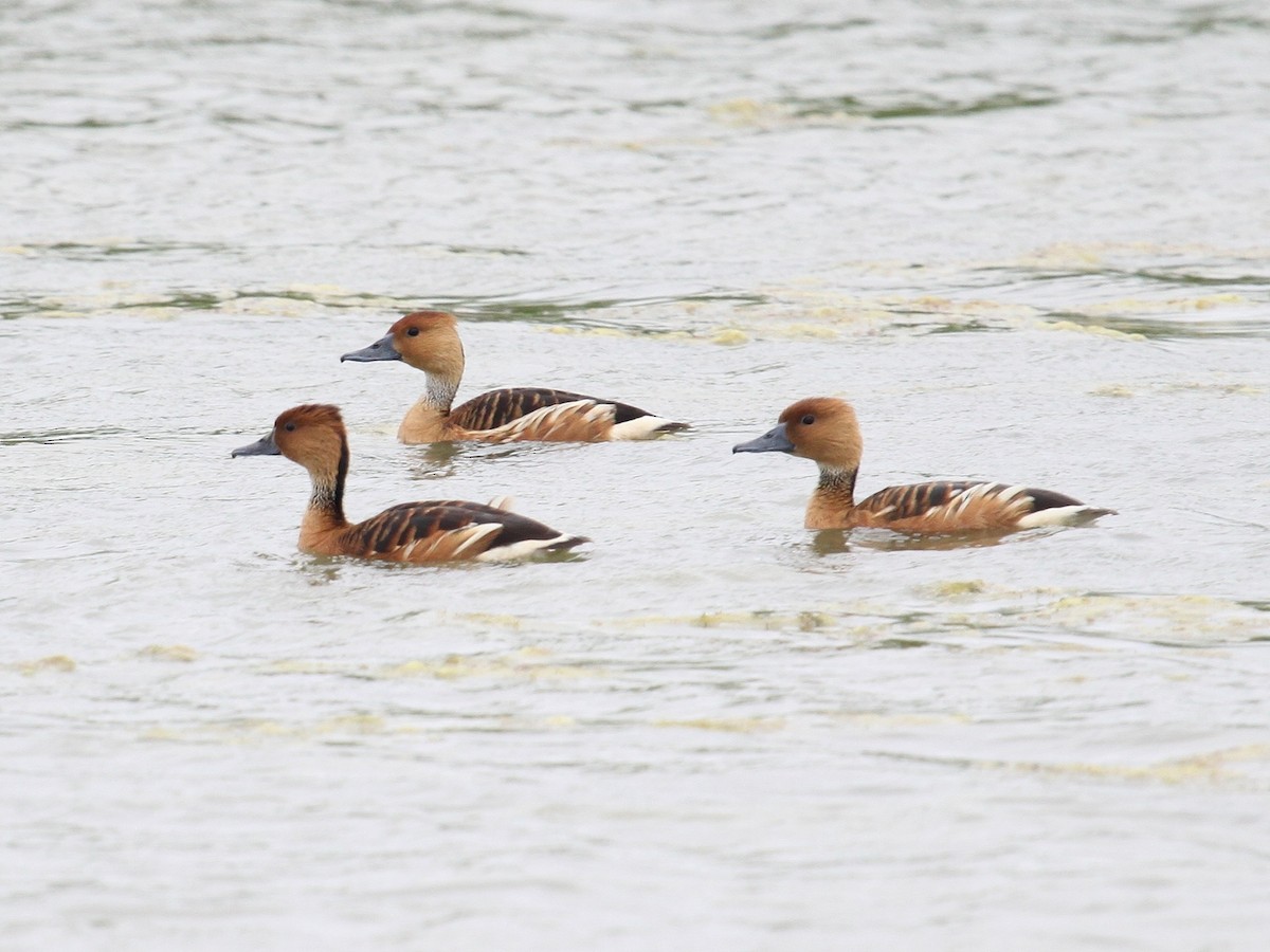 Fulvous Whistling-Duck - ML47459051